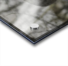 Yukon Lynx Acrylic print