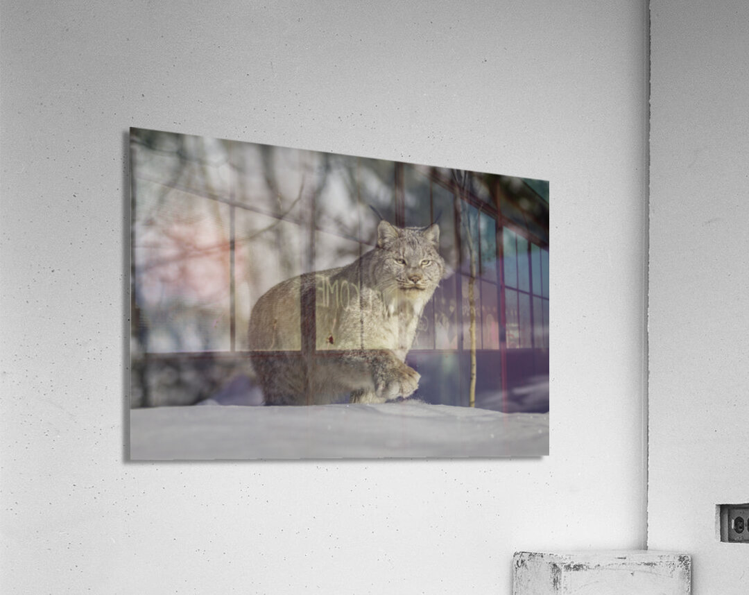 Yukon Lynx Acrylic Print