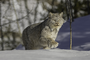 Yukon Lynx