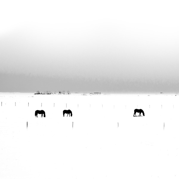 Wintering Horses Print