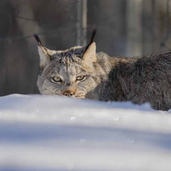 Glint In The Eye Print