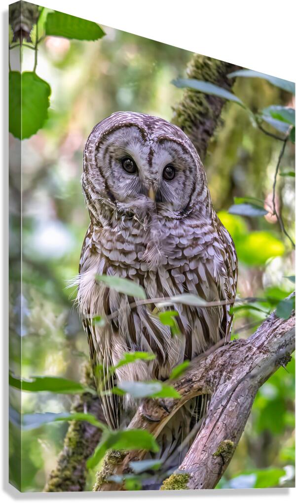 Observant Canvas Print