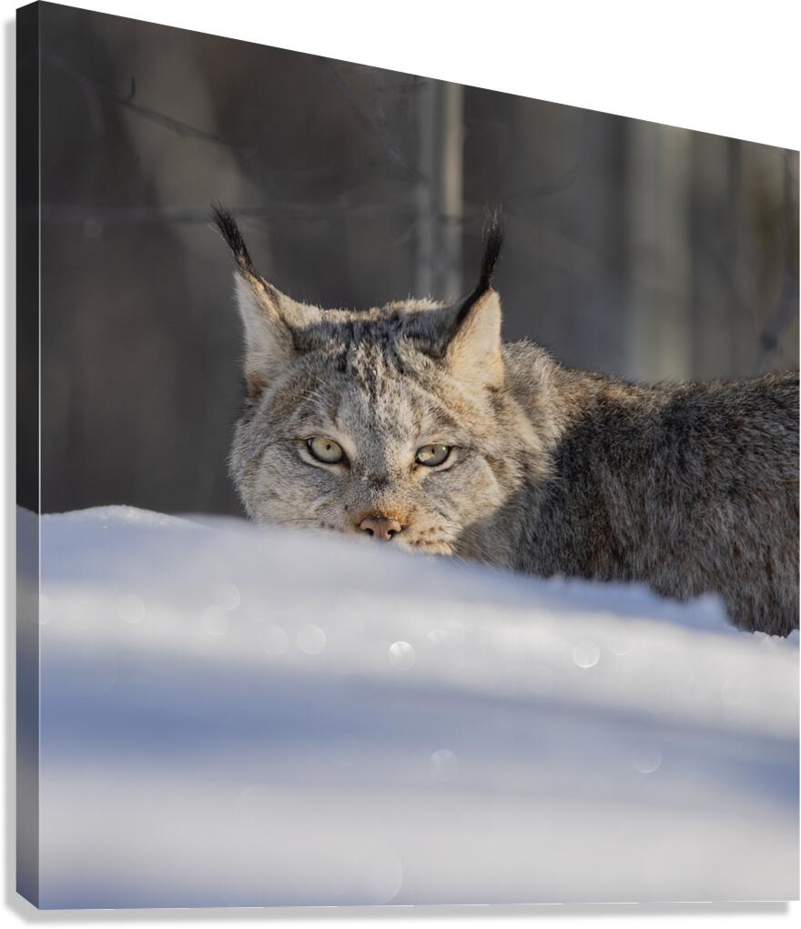 Glint In The Eye Canvas Print