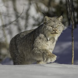 Yukon Lynx