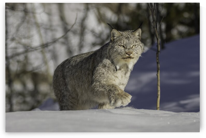 Yukon Lynx by Andrea Belcher