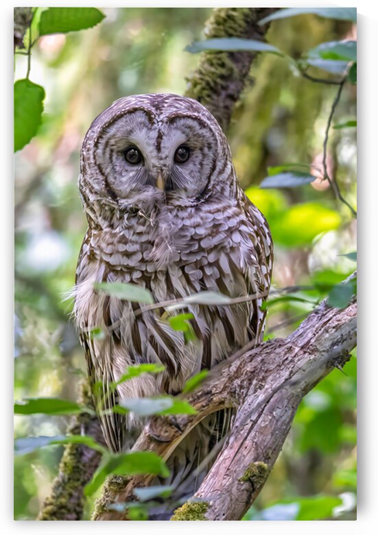 Observant by Andrea Belcher