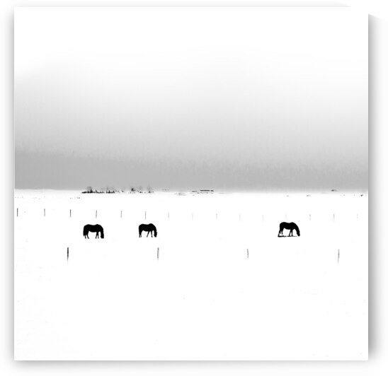 Wintering Horses by Andrea Belcher