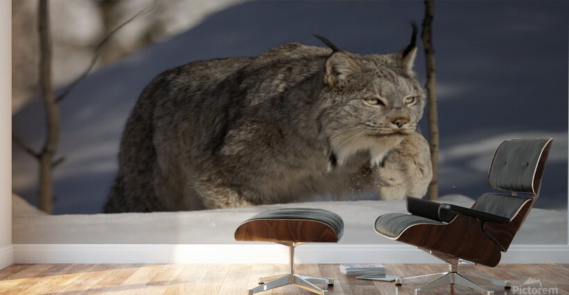 Stalking Wall Murals