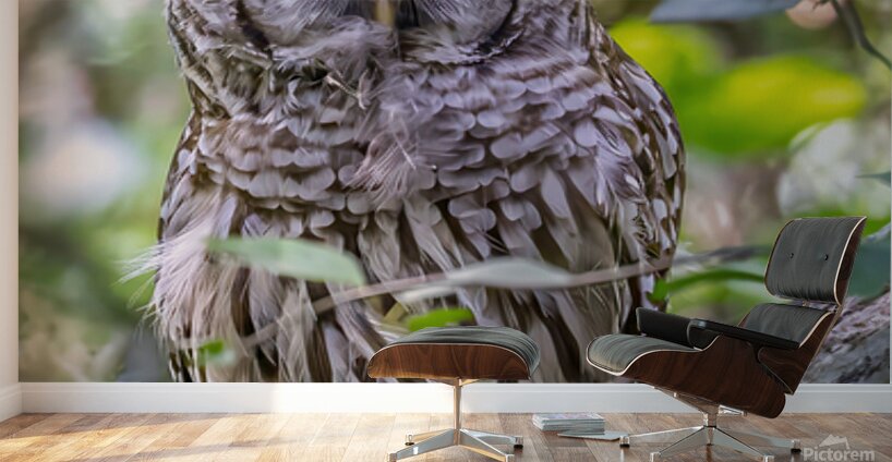 Observant Wall Murals