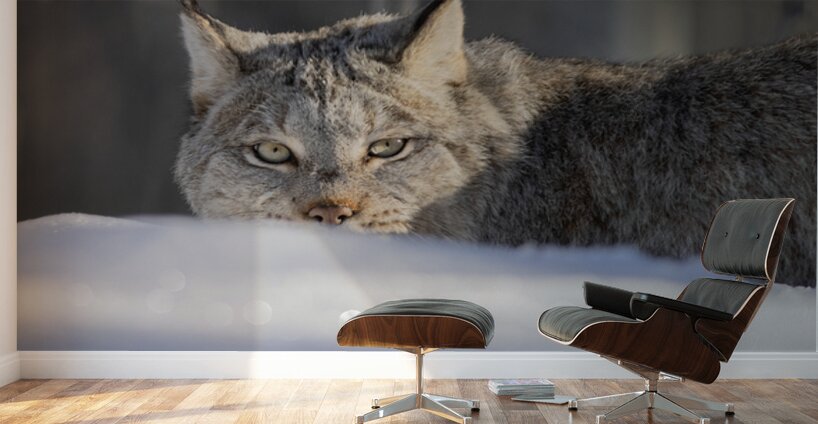 Glint In The Eye Wall Murals