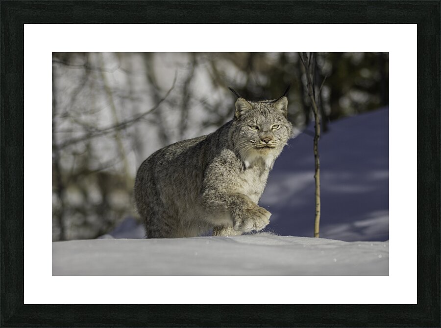 Yukon Lynx Picture Frame print