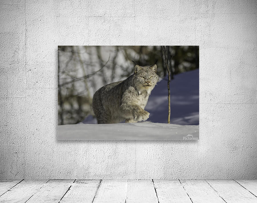 Yukon Lynx Wall Preview