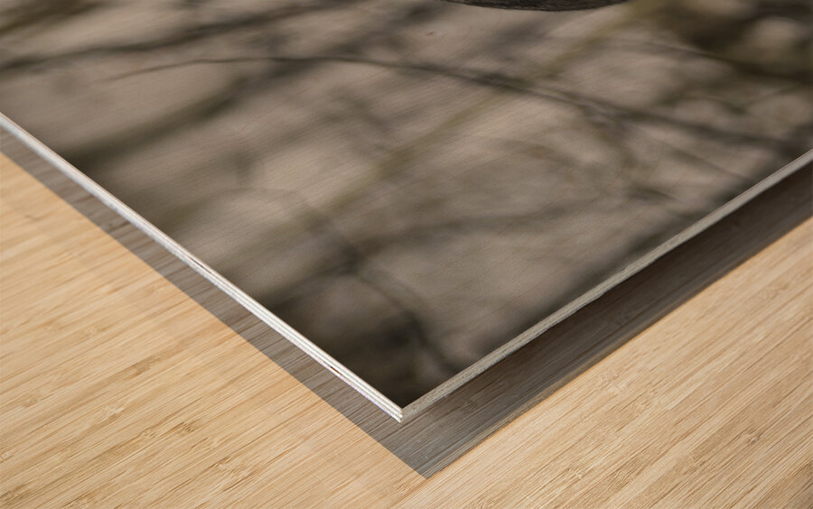 Yukon Lynx Wood print